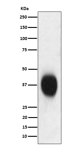 CD53 Rabbit mAb