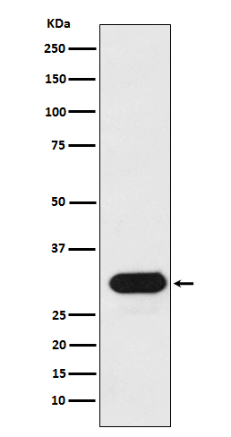 HLA-Drb1 Rabbit mAb