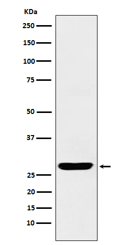 SCGN Rabbit mAb