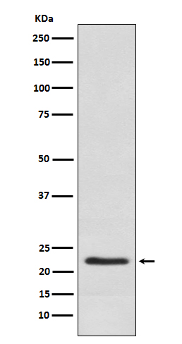 Placental lactogen Rabbit mAb