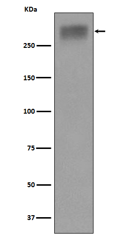 Thyroglobulin Rabbit mAb