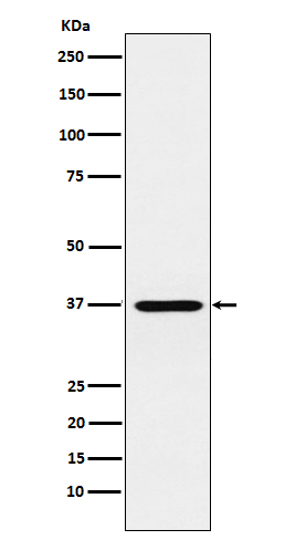 CRX Rabbit mAb