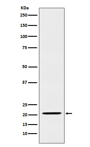 IL23 Rabbit mAb