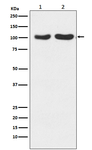 GluR2+GluR3 Rabbit mAb