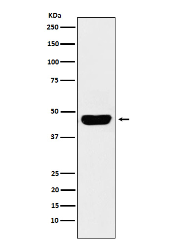 CD134 Rabbit mAb