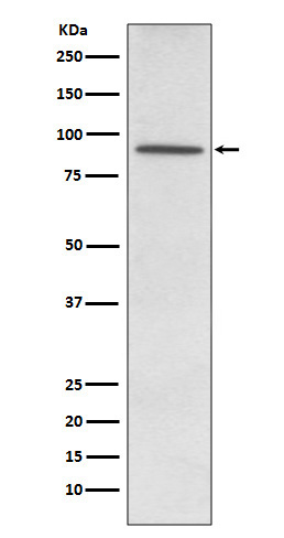 PDE4D Rabbit mAb