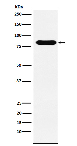 CD98 Rabbit mAb