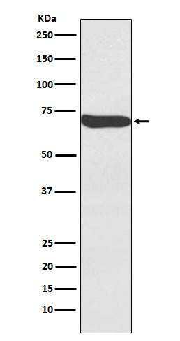 Frizzled 9 / CD349 Rabbit mAb