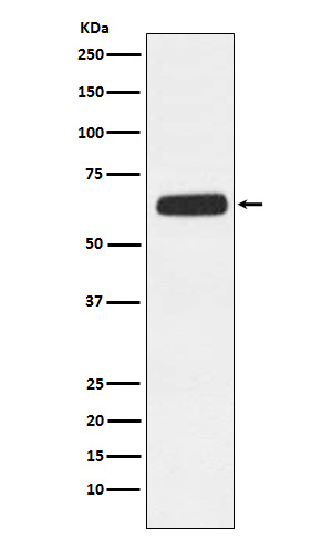 CD89 Rabbit mAb