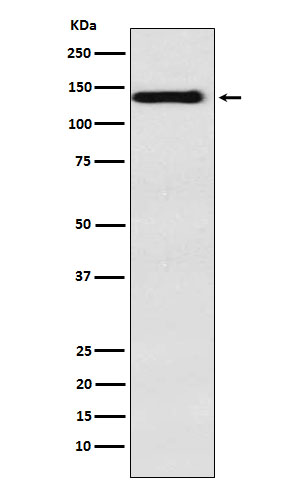 Integrin alpha 9 Rabbit mAb