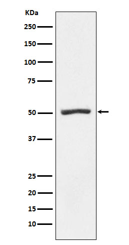 PSMD4 Rabbit mAb