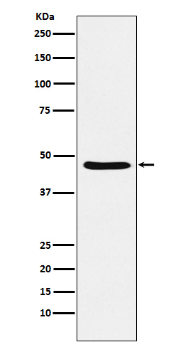 Dopamine Receptor D3 Rabbit mAb