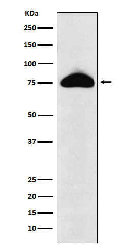 CD66b Rabbit mAb