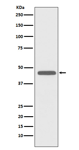 CD83 Rabbit mAb