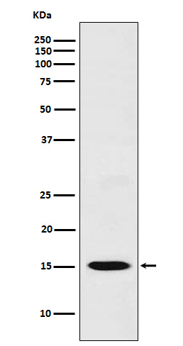 CXCL11 Rabbit mAb