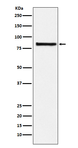 eIF2B epsilon Rabbit mAb