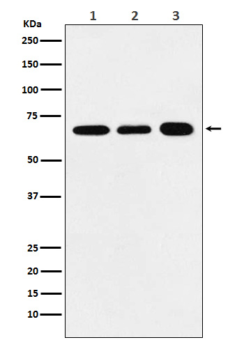 P70 S6 Kinase alpha Rabbit mAb