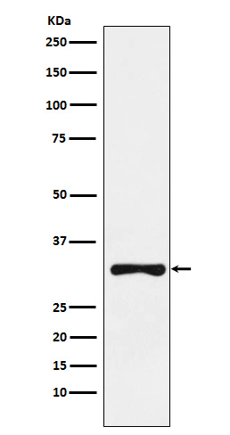 RYBP Rabbit mAb