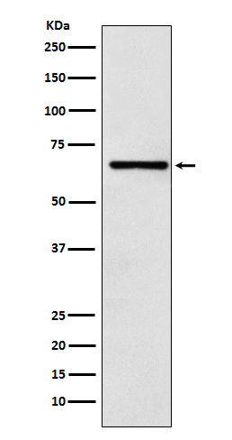 CoREST Rabbit mAb