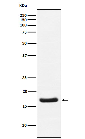 Cardiac Troponin C Rabbit mAb