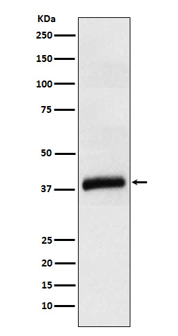 APOL1 Rabbit mAb