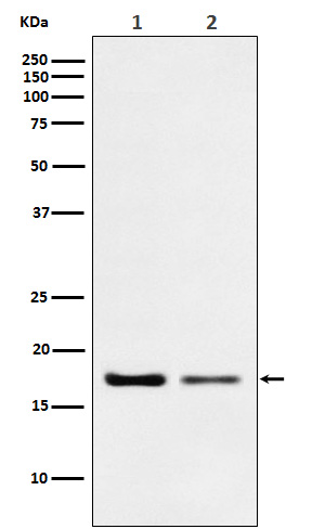 Destrin Rabbit mAb