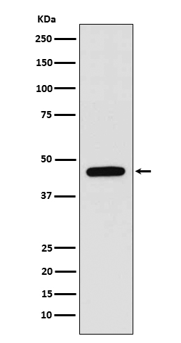 WIPI1 Rabbit mAb