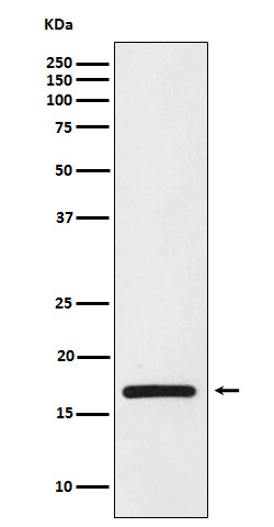 HMGA1 Rabbit mAb