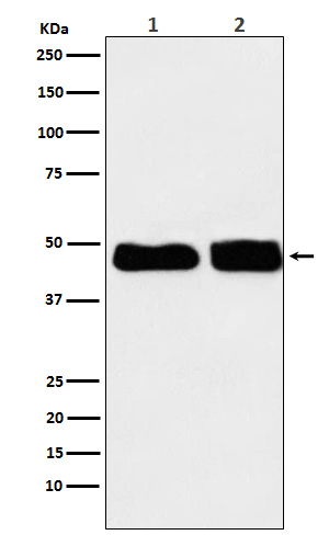 C4 binding protein Rabbit mAb