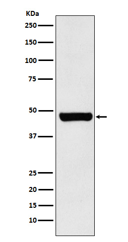 HSC70 Interacting Protein HIP Rabbit mAb