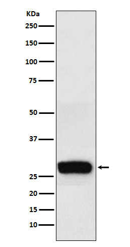 beta Casein Rabbit mAb