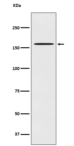 CLASP1 Rabbit mAb