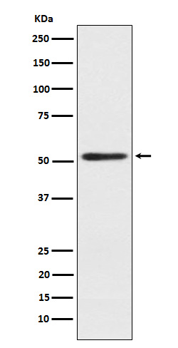 SRP54 Rabbit mAb