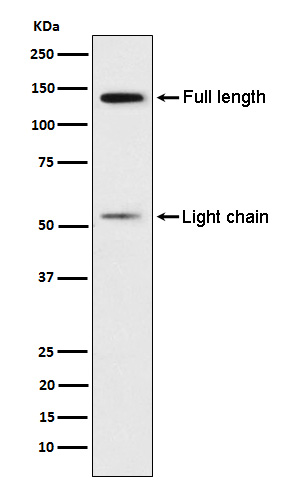 Kininogen 1 Rabbit mAb