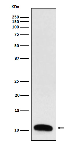 Trefoil Factor 3 Rabbit mAb