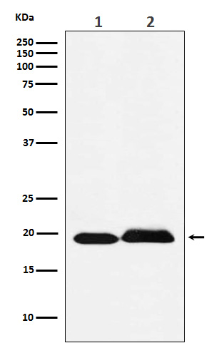 SRSF3 Rabbit mAb