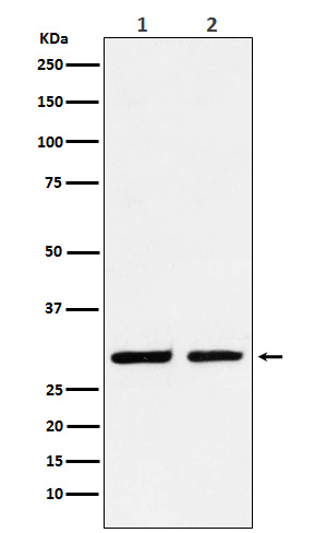 Dlx5 Rabbit mAb