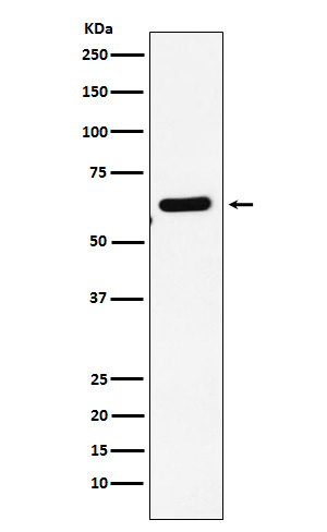 EHD1 Rabbit mAb