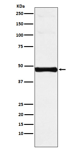 IRF-9 Rabbit mAb