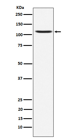 GluA4 Rabbit mAb