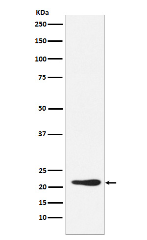 GDF3 Rabbit mAb