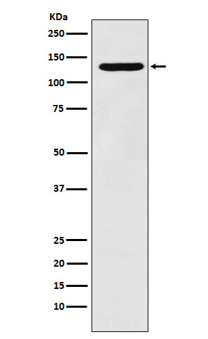 PCB Rabbit mAb