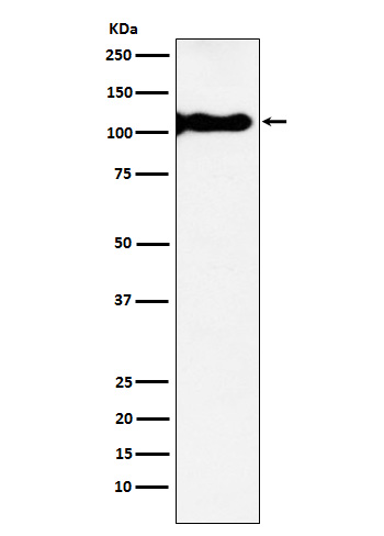 KA1 Rabbit mAb