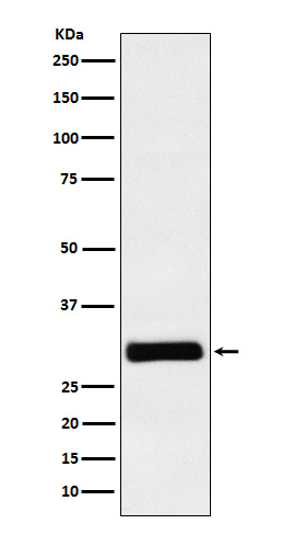 Hex Rabbit mAb