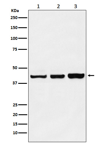 PRMT6 Rabbit mAb