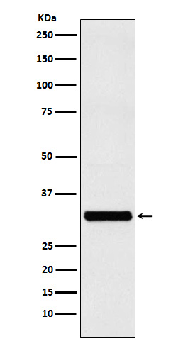 RAB27A Rabbit mAb