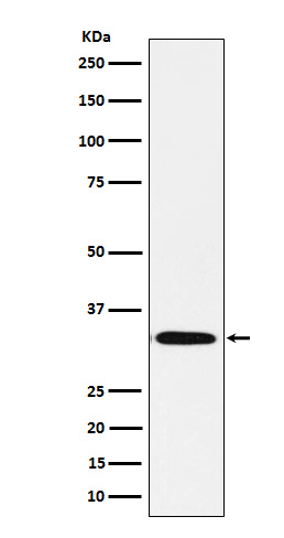 Syntaxin Rabbit mAb