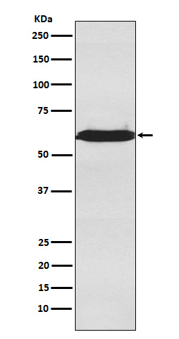 U2AF65 Rabbit mAb