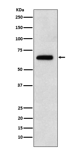 EBF1 Rabbit mAb