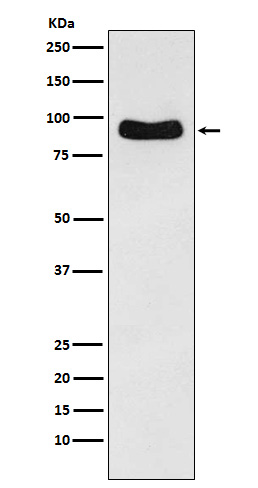 Cenexin1 / ODF2 Rabbit mAb